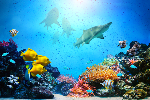 http://www.dreamstime.com/stock-photography-underwater-scene-coral-reef-fish-groups-colorful-sharks-sunny-sky-shining-clean-ocean-water-high-res-image30556062